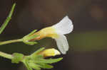 Branched hedgehyssop